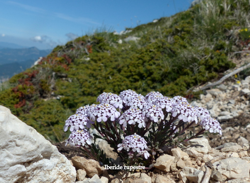 Monte Velino e Monti della Duchessa, le orchidee e la Natura  2024.